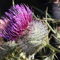 cirsium_eriophorum6bd (Cirsium eriophorum)