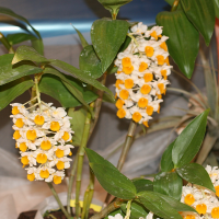 Dendrobium thyrsiflorum (Dendrobium)