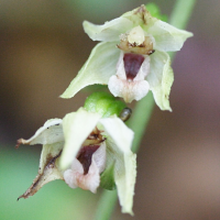 epipactis_muelleri2md (Epipactis muelleri)