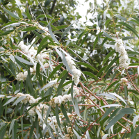 eucalyptus_gregsoniana2md