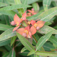 euphorbia_griffithii2md (Euphorbia griffithii)