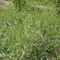 Gypsophila_scorzonerifolia