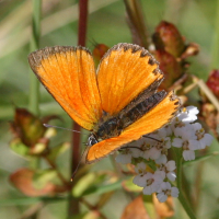 lycaena_virgaureae6bd