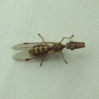 Mantispa_styriaca