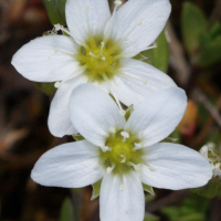 minuartia_rupestris2bd