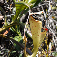 nepenthes_madagascariensis3md