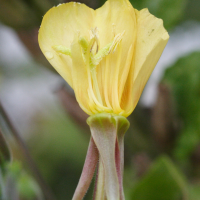 oenothera_fallax5md