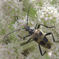 Pachyta quadrimaculata (Lepture à quatre taches)