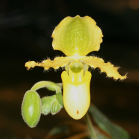 paphiopedilum_primulinum2md