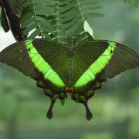Papilio palinurus (Machaon émeraude)