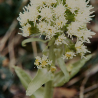 Petasites albus (Pétasites blanc)
