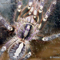 poecilotheria_ornata1ml