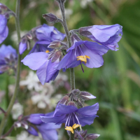 polemonium_caeruleum8md