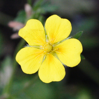 potentilla_pyrenaica2md