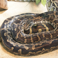 Python bivittatus (Python birman)