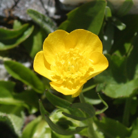 ranunculus_montanus2md