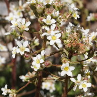Saxifraga paniculata (Saxifrage aizoon)