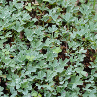 Sibbaldia procumbens (Sibbaldie couchée)