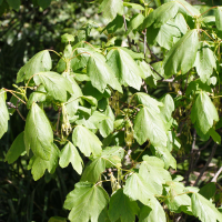 Acer creticum (Érable de Crète)