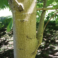 aesculus_chinensis4md (Aesculus chinensis)