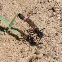 ammophila_sabulosa2bd