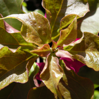 bougainvillea_spectabilis4md