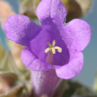 campanula_hagielia3md (Campanula hagielia)