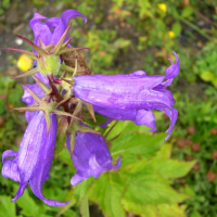 campanula_latifolia4md (Campanula latifolia)