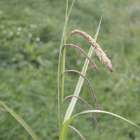 carex_pendula4md (Carex pendula)