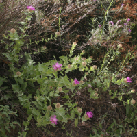 Centaurea pectinata (Centaurée)