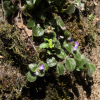 Coccocypselum cordifolium (Coccocypselum)