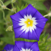 convolvulus_tricolor2md (Convolvulus tricolor)