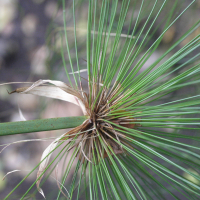 cyperus_papyrus3md (Cyperus papyrus)