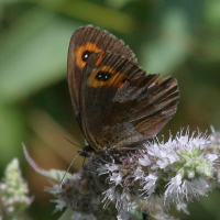 erebia_aethiops8bd (Erebia aethiops)