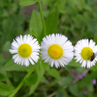 erigeron_annuus2md (Erigeron annuus)