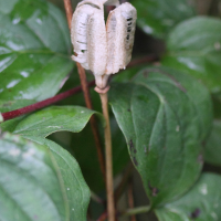 fritillaria_meleagris1md