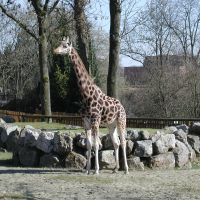 Giraffa camelopardalis (Girafe du Nord)