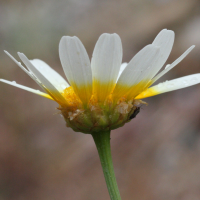 glebionis_coronaria3md