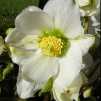 helleborus_niger3amd