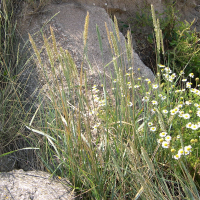 Leymus arenarius (Elyme des sables)