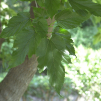 Morus kagayamae (Mûrier à feuilles de platane)