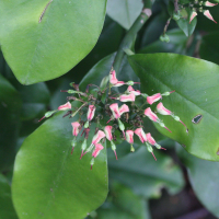 Euphorbia tithymaloides (Pedilanthus, Pantouflier)