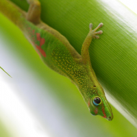 phelsuma_laticauda2bd