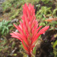 Pitcairnia bifrons (Ananas rouge-montagne)