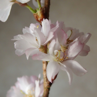 Prunus subhirtella (Cerisier du Japon)