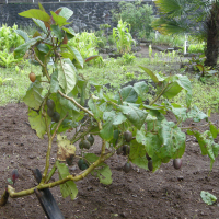 Solanum betaceum (Tomate en arbre, Tomate arbuste)