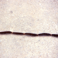 Thaumetopoea pityocampa (Processionnaire du pin)