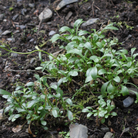 Valeriana apula (Valériane à feuilles de globulaire)