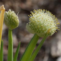 allium_fistulosum2md (Allium fistulosum)