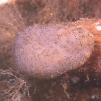 Ascidiella aspersa (Ascidie sale)